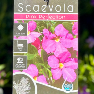 SCAEVOLA striata 'Pink Perfection'