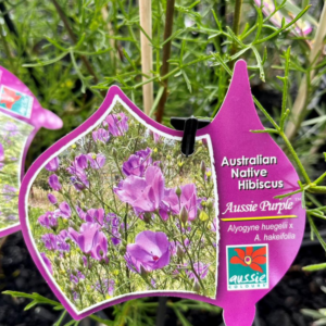 ALYOGYNE 'Aussie Purple'