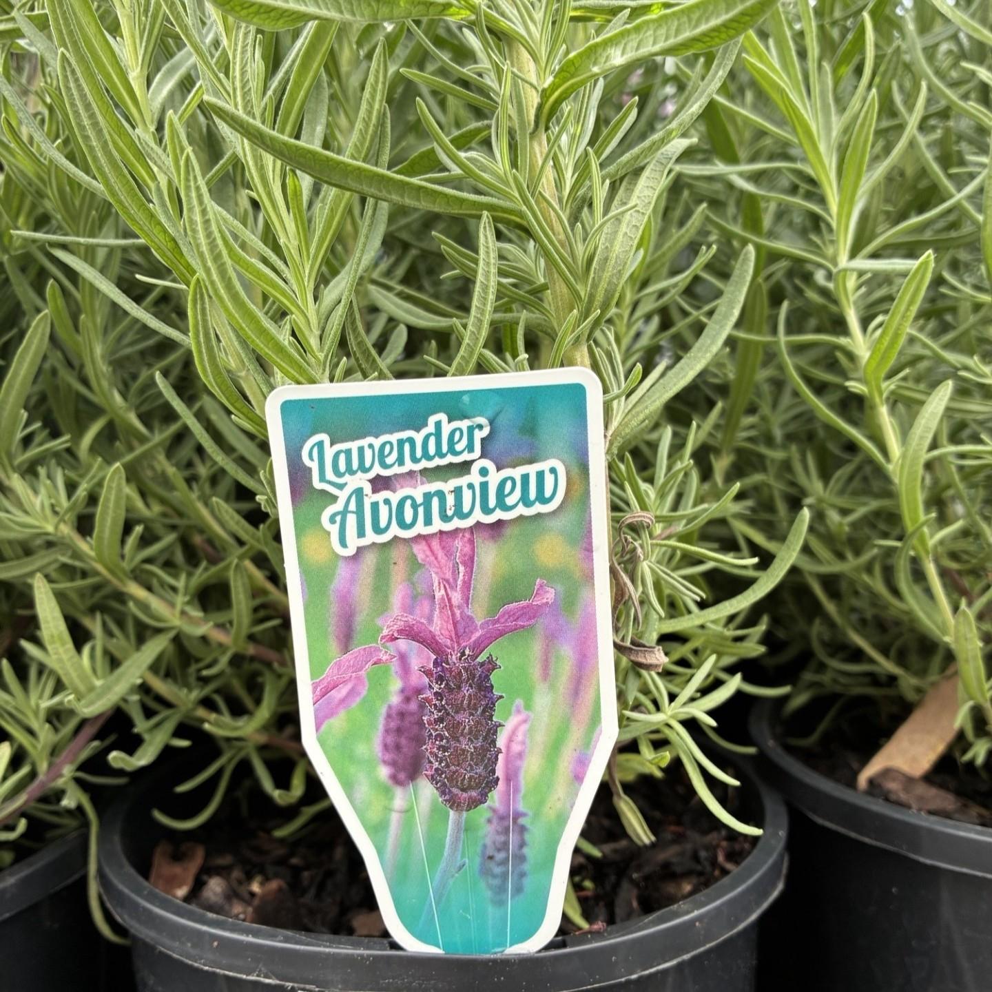 LAVENDER stoechas 'Avonview'