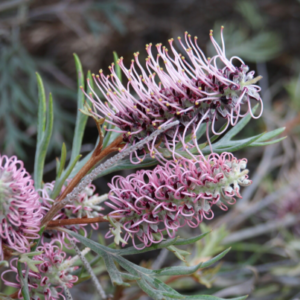 Grevillea 'Dorothy Gordon'