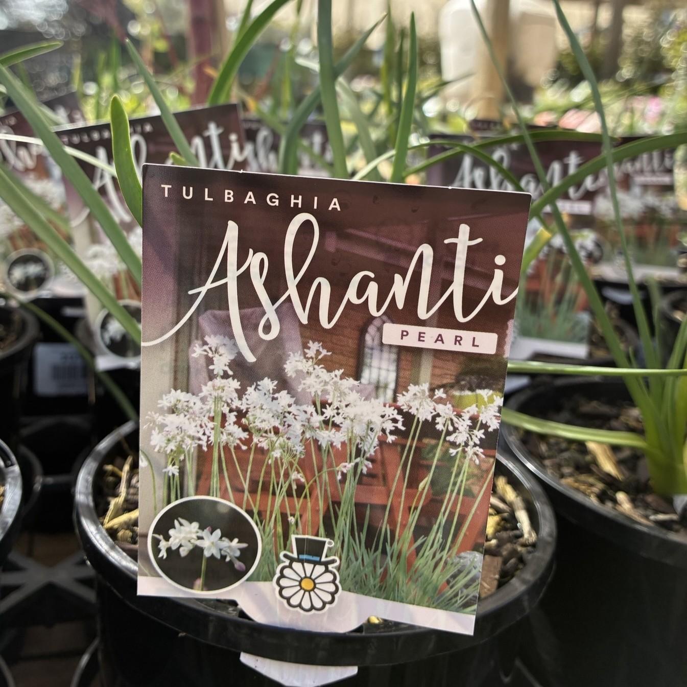 TULBAGHIA violacea 'Ashanti Pearl'