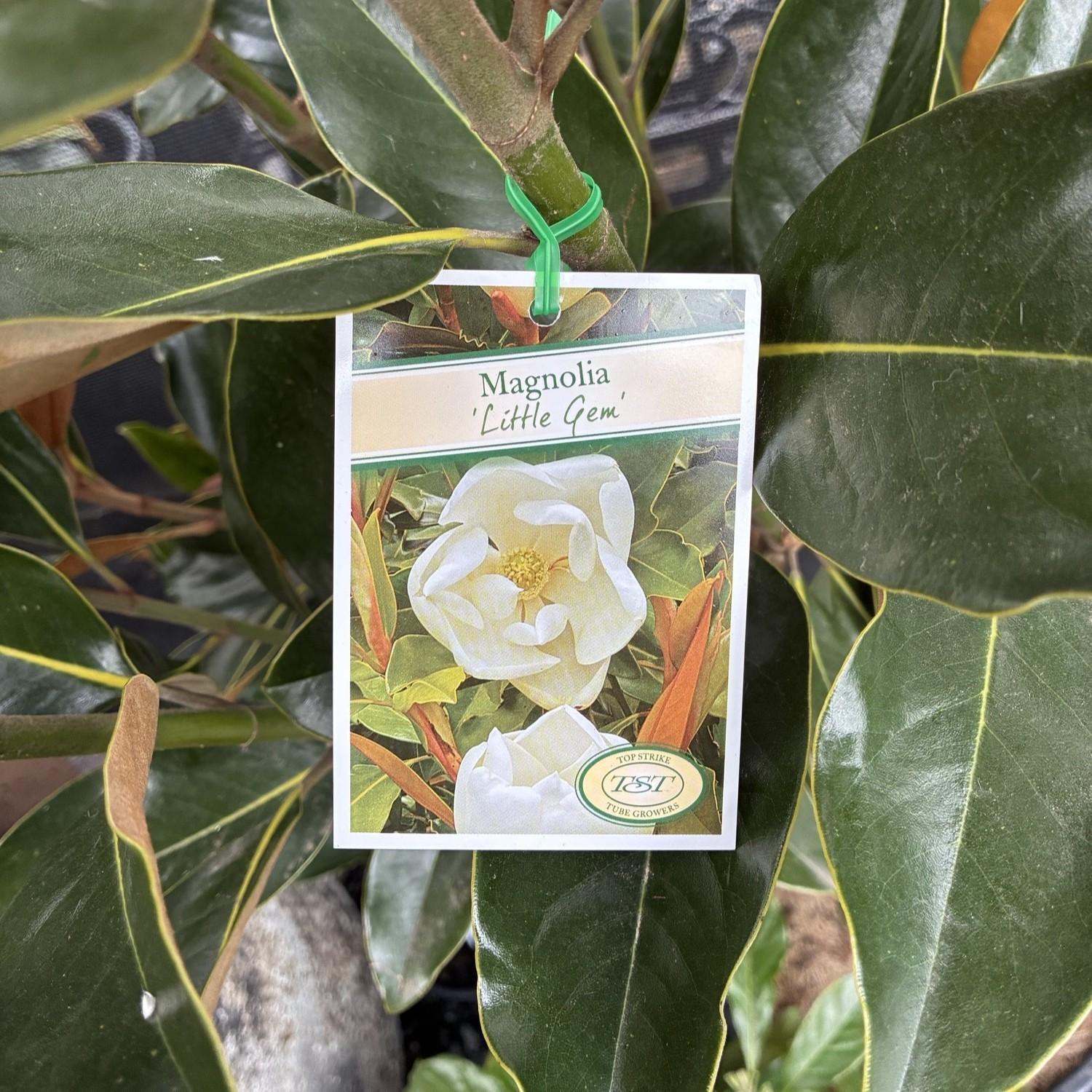 MAGNOLIA 'Little Gem'