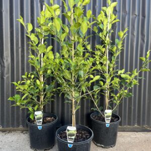 FICUS hillii 'Flash'