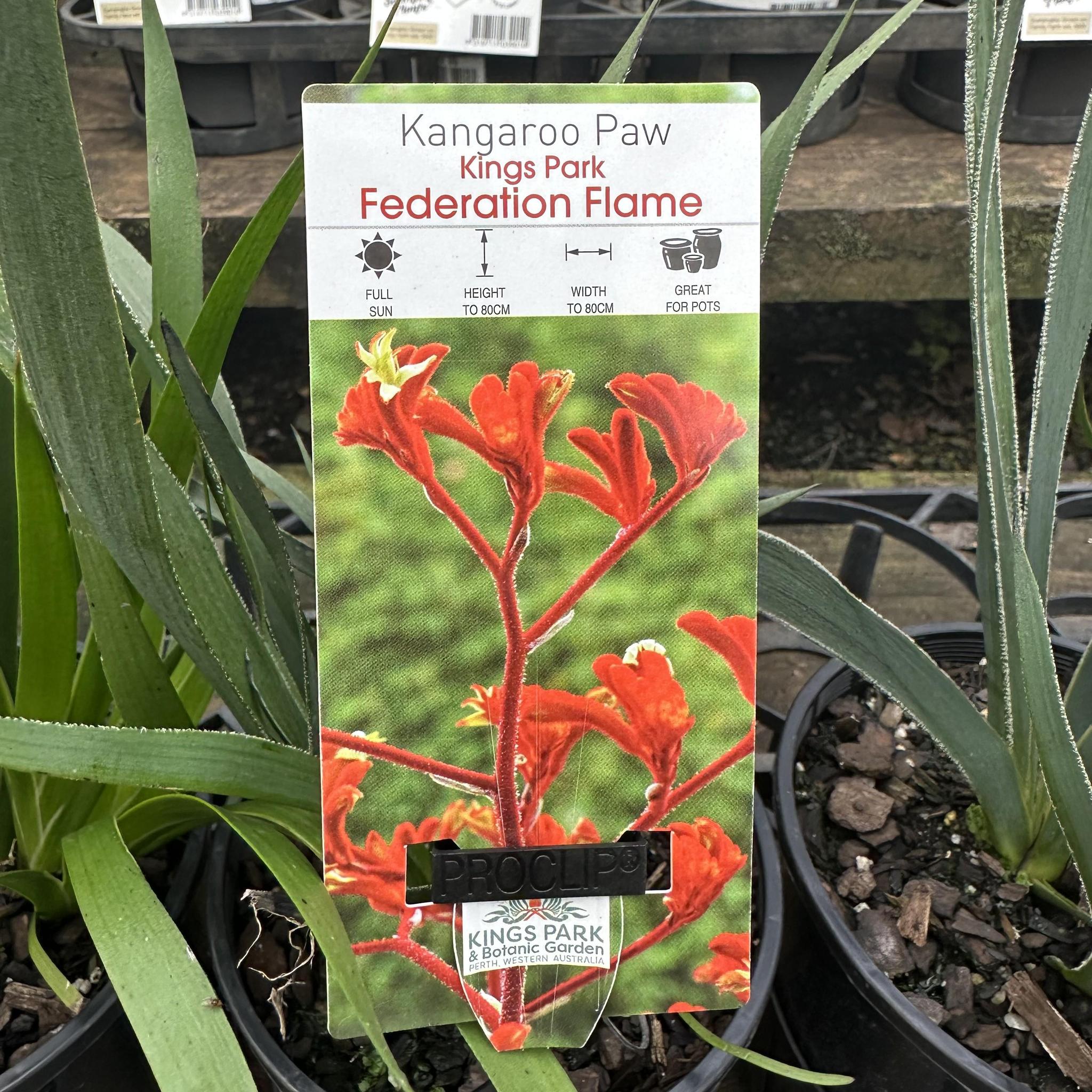 ANIGOZANTHOS 'Kings Park Federation Flame' (Kangaroo Paw)