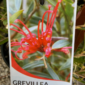 GREVILLEA 'Poorinda Firebird'