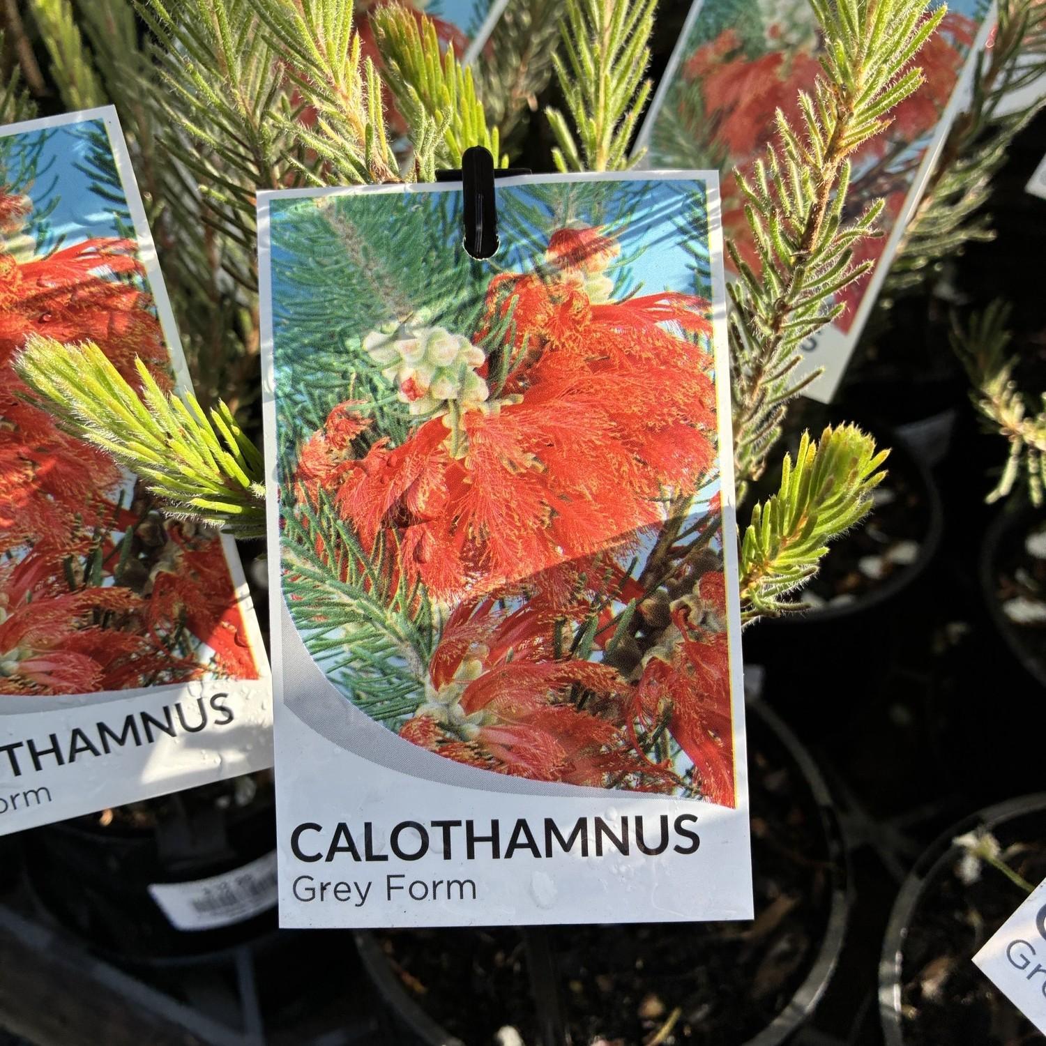 CALOTHAMNUS 'Grey Form'
