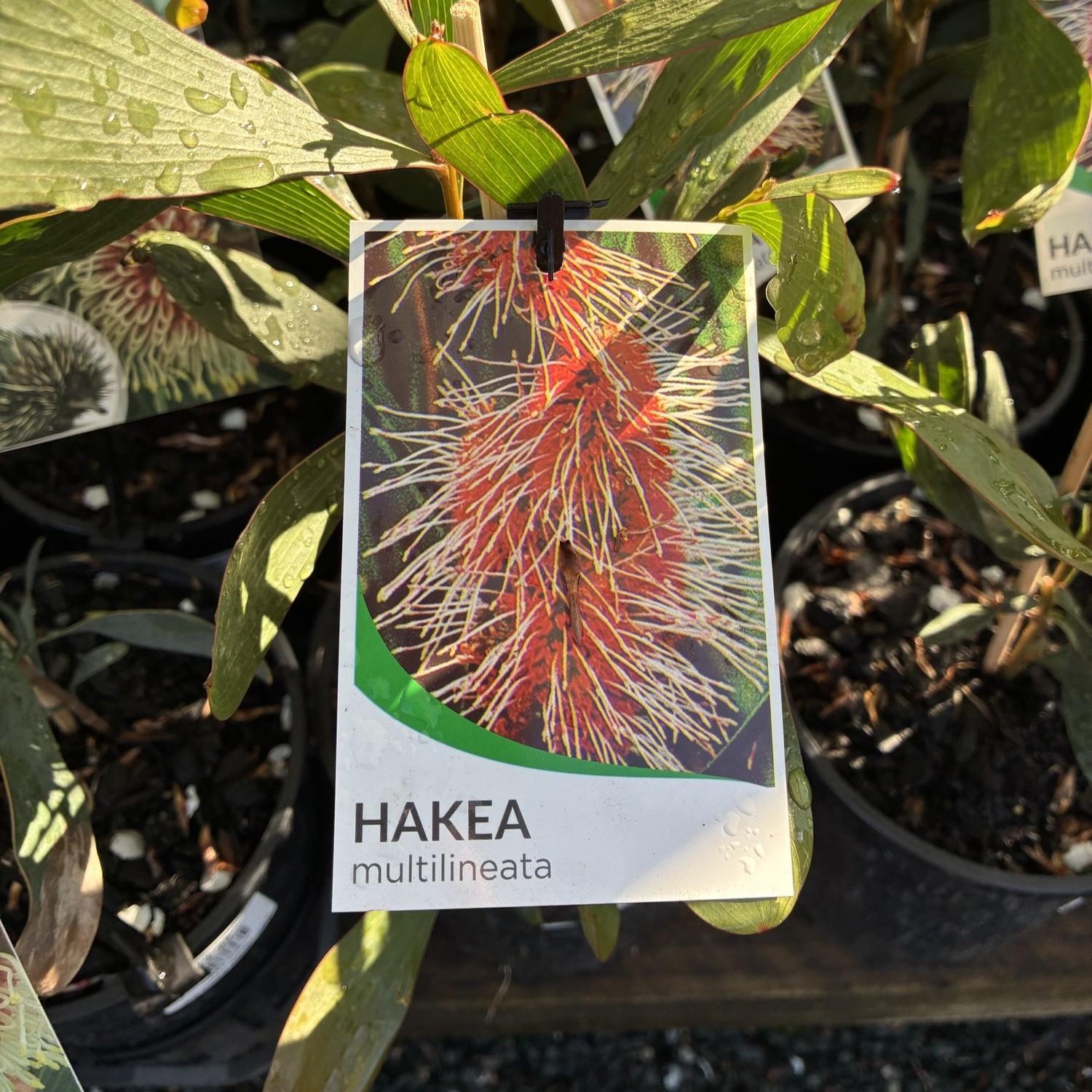 HAKEA multilineata