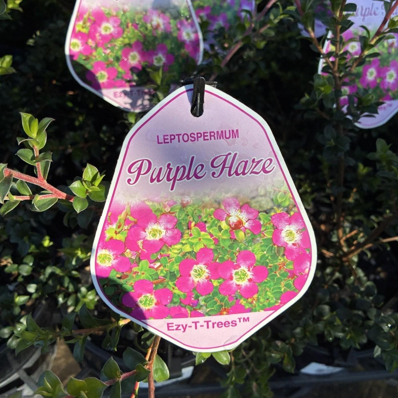LEPTOSPERMUM 'Purple Haze'