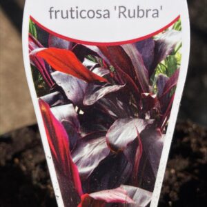 CORDYLINE fruticosa 'Rubra'