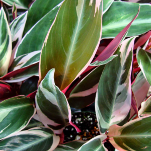 STROMANTHE tricolour