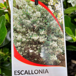 ESCALLONIA Iveyi