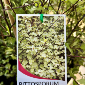PITTOSPORUM 'Silver Sheen'