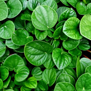 PEPEROMIA rana verde