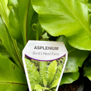 ASPLENIUM nidus 'Crispy Wave'
