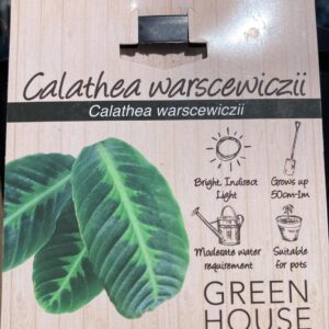 Calathea warscewiczii