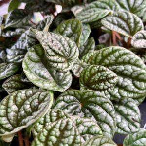 PEPEROMIA burbella