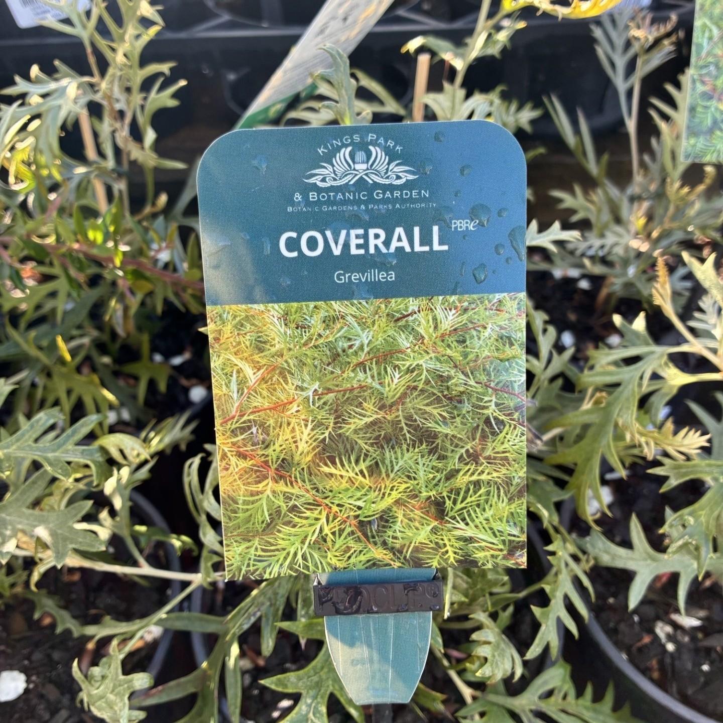 GREVILLEA 'Coverall'