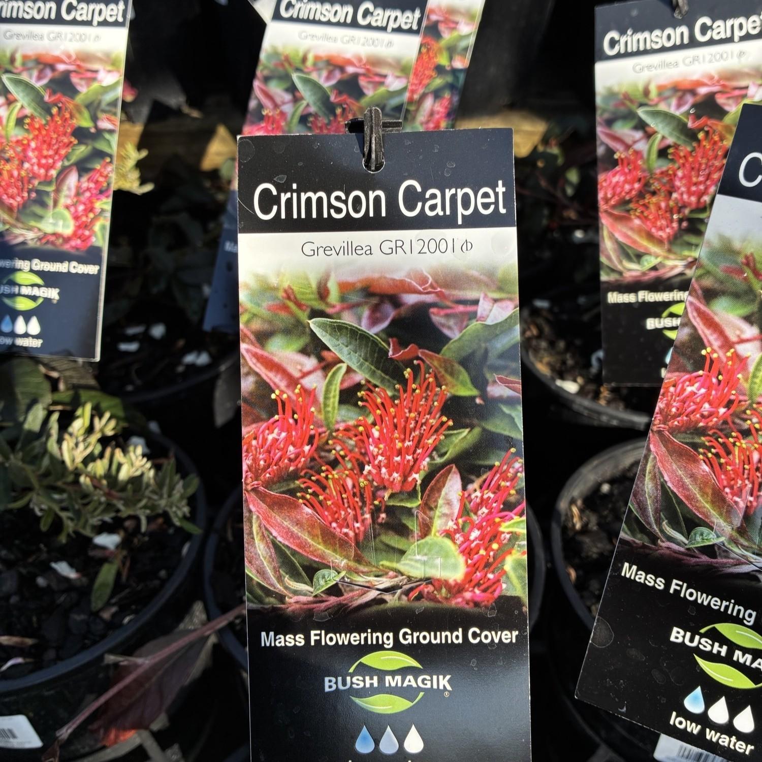 Grevillea laurifolia GR12001 hybrid 'Crimson Carpet'
