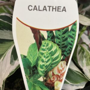 CALATHEA 'Fusion White'
