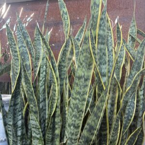 SANSEVIERIA trifasciata 'Laurentii'