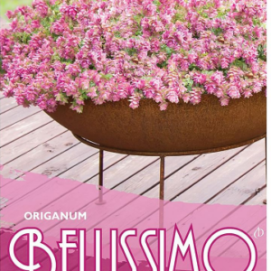 ORIGANUM ‘Bellissimo’