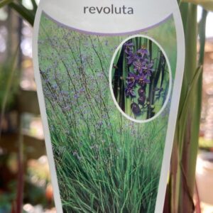 DIANELLA revoluta