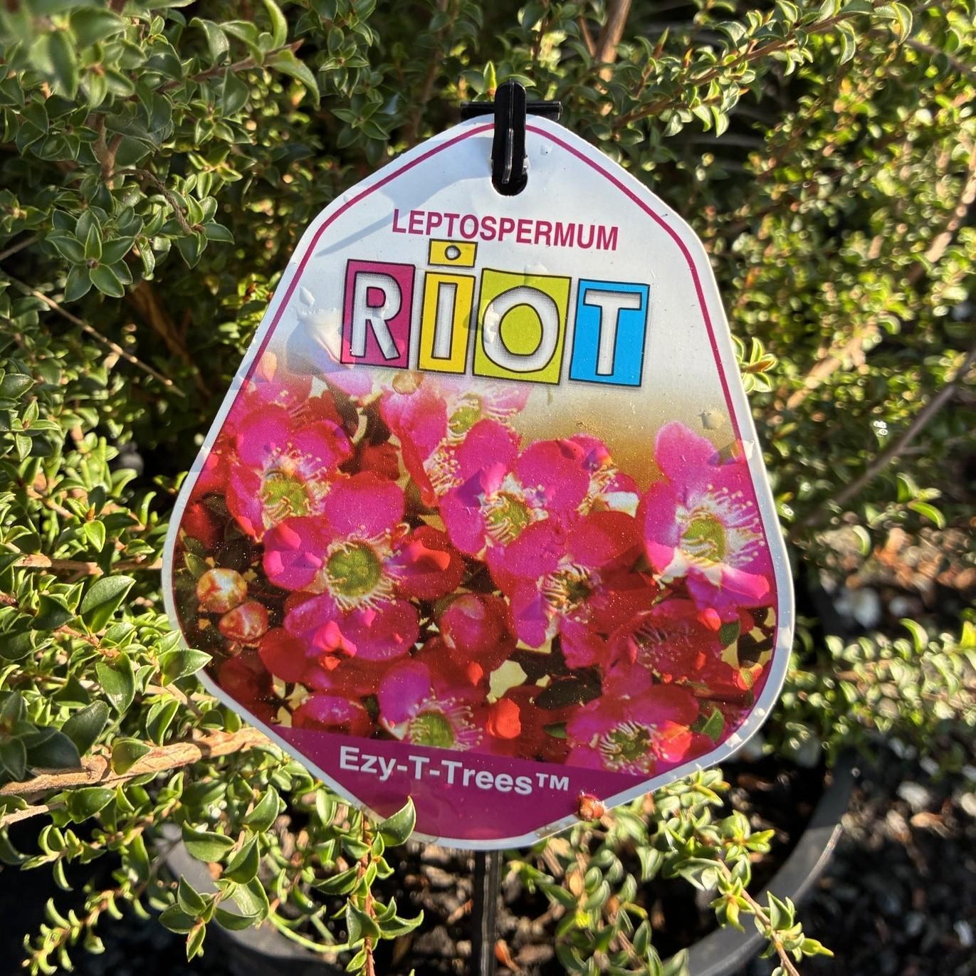 LEPTOSPERMUM 'Riot'