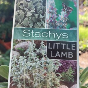 STACHYS thirkei 'Little Lamb'