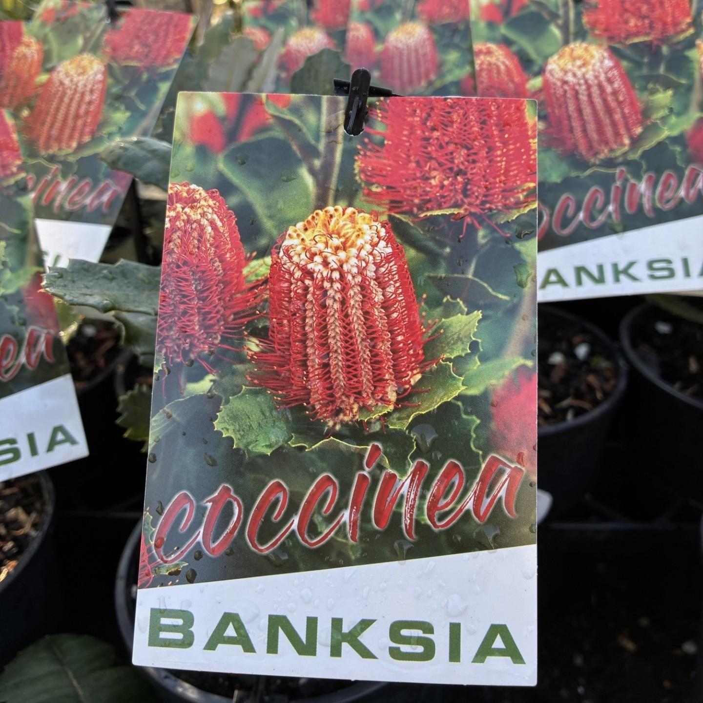 BANKSIA coccinea