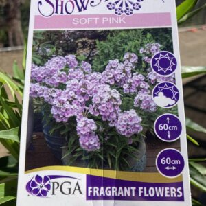 PHLOX Soft Pink 'Showstopper'