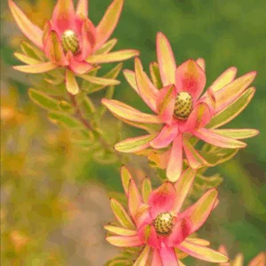 LEUCADENDRON 'Spring Blaze'