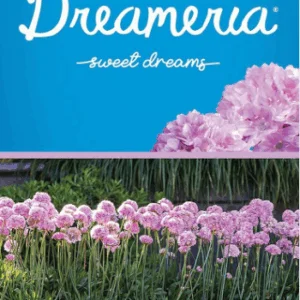 ARMERIA Dreameria 'Sweet Dreams'