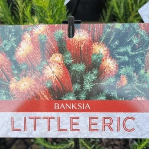 BANKSIA ericifolia 'Little Eric'