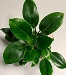 PHILODENDRON 'Green Princess’