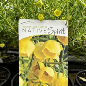 BORONIA megastigma 'Lutea'