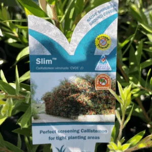 CALLISTEMON (CV01) 'Slim'