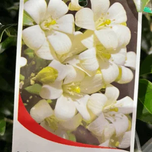 MURRAYA paniculata