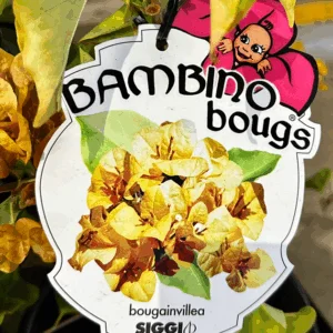 BOUGAINVILLEA Bambino 'Siggi'