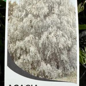 ACACIA pendula