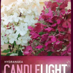Hydrangea paniculata 'Candlelight'