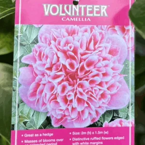 CAMELLIA japonica 'Volunteer'