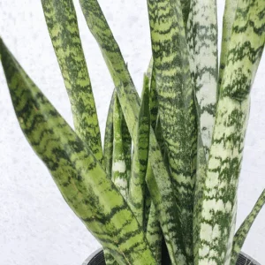 SANSEVIERIA trifasciata 'Robusta' (Green)
