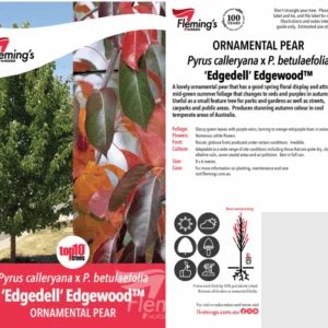 PYRUS 'Edgedell' (Edgewood)