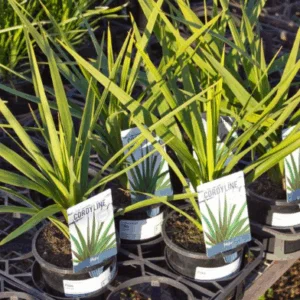 CORDYLINE 'Peko'