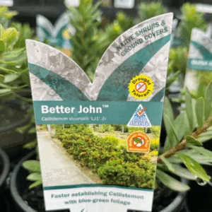 CALLISTEMON 'Better John'