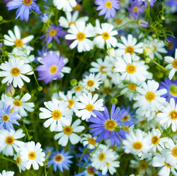 BRACHYSCOME Varieties