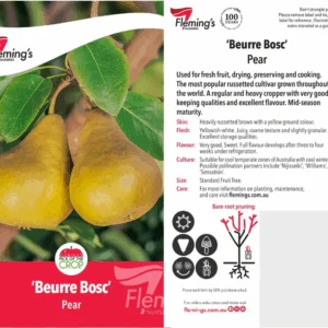PEAR 'Beurre Bosc'