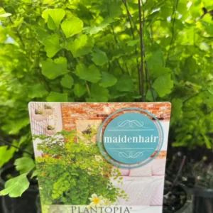ADIANTUM 'Maidenhair Fern'