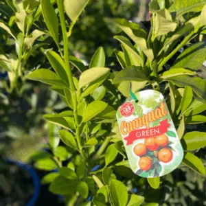 Cumquat Calamondin