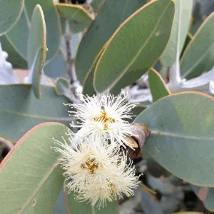 Eucalyptus pleurocarpa (tetragona silver)